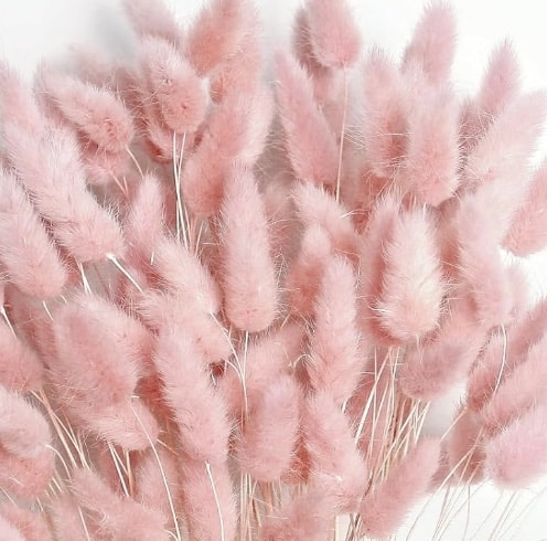 A charming cluster of soft, fluffy pink bunny tails (Lagurus ovatus) with delicate stems is arranged closely together against a plain background, adding a touch of whimsy reminiscent of a pumpkin with flowers DIY project.